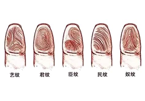 手指螺旋紋|解析手指螺纹秘密